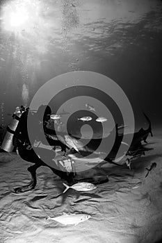 Playing with iger shark Bahamas
