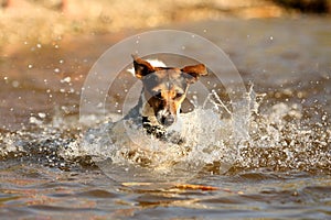 Playing Jack Russel Terrier