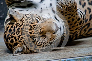 Playing jaguar