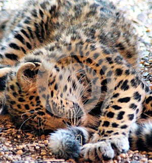 Playing Jaguar Baby on the ground photo