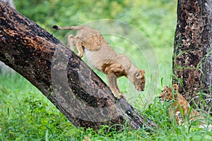 Playing lion cubs