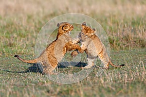 Playing Lion cubs