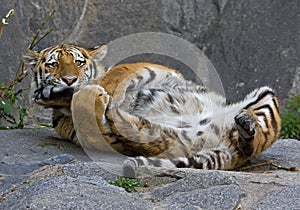 Playing little tiger