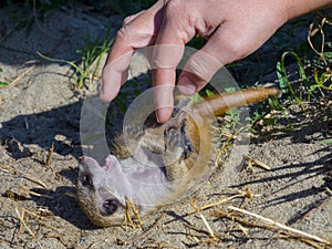 Playing with a meerkat baby on the ground