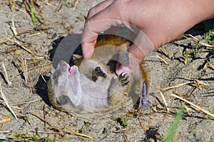 Playing with a meerkat baby on the ground