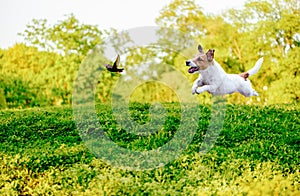 Playing off leash dog chasing bird in park