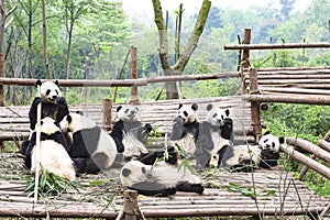 Playing Panda Bears, Panda Breeding Center, Chengdu, China