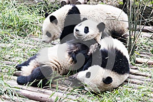 Playing Panda Bears
