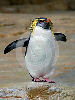 Playing penguin
