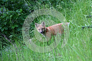 Playing red fox kit