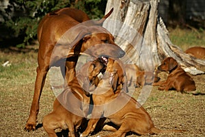 Playing Rhodesian Ridgebacks photo