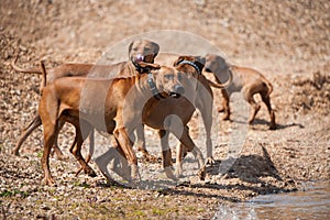 Playing rodesian ridgeback dogs