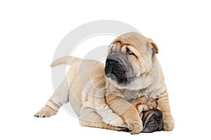 Playing sharpei puppy dog