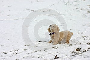 Playing in the snow