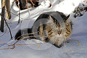 Playing in the snow gives pleasure