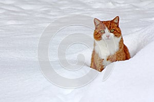 Playing in the snow gives pleasure