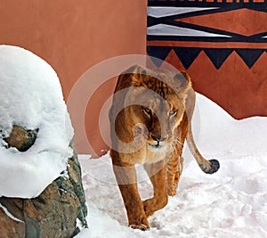 Playing in snow a lion is one of the four big cats