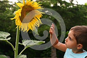 Playing with a sunflower