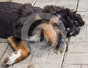 Playing the Tibetan Mastiff puppy.