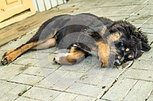 Playing the Tibetan Mastiff puppy.