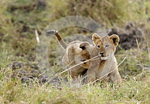 Playing time of little lion cubs, Masai Mara