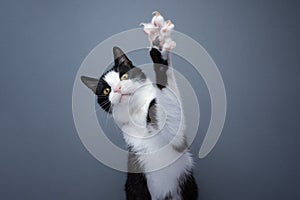 playing tuxedo cat showing claws