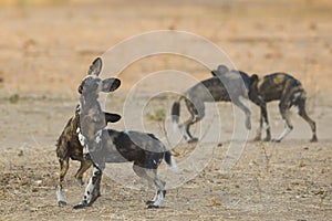 Playing Wild Dog pups (Lycaon pictus)