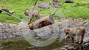 Playing young Barbary Macaques