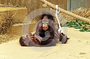 A playing young orang-utang