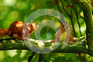 Playing young squirrels