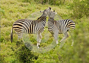 Playing zebra