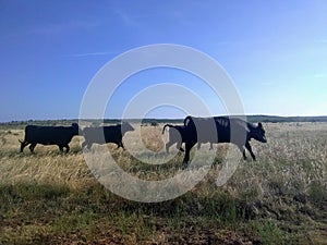 Playtime in the pasture