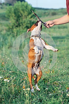 Playul puppy of Staffordshire Bull Terrier breed, ginger and white color, jumping for the stick in owner hand.