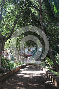 Plaza de Principe, Tenerife- a shaded oasis with tropical plants and birds