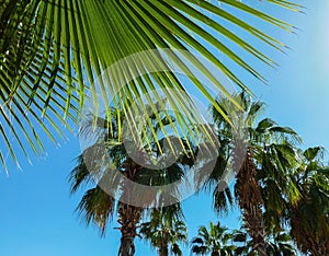 A pleasant backdrop of summer vacation