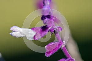 A pleasant, sweet smell beautiful Lavender 4