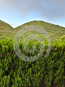 A pleasant view of the mountains with the row of Tuja plants in front