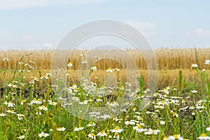 Pleasantly aromatic hardy weeds annuals Matricaria, Chamomile , mayweed, growing along roadsides of rye field. Flowering