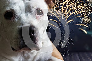 Please don`t throw firecrackers I`m afraid