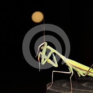 Praying Mantis closeup moonlight insect