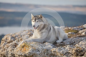 Pleased with a beautiful gray Siberian husky lies on a rock illuminated by the rays of the setting sun. A dog on a natural