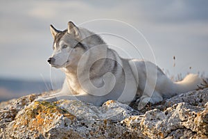 Pleased with a beautiful gray Siberian husky lies on a rock illuminated by the rays of the setting sun. A dog on a natural