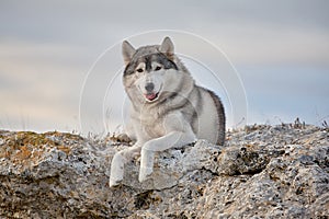 Pleased with a beautiful gray Siberian husky lies on a rock illuminated by the rays of the setting sun. A dog on a natural