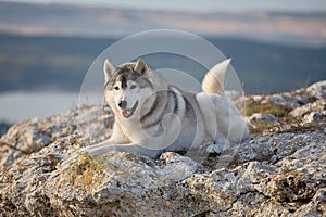 Pleased with a beautiful gray Siberian husky lies on a rock illuminated by the rays of the setting sun. A dog on a natural