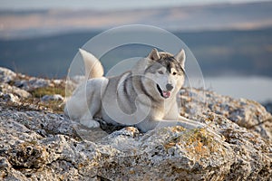 Pleased with a beautiful gray Siberian husky lies on a rock illuminated by the rays of the setting sun. A dog on a natural backgro