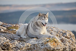 Pleased with a beautiful gray Siberian husky lies on a rock illuminated by the rays of the setting sun. A dog on a natural backgro