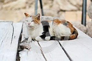 Pleased cat resting on a wooden bridge