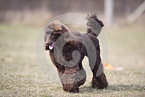 Pleased dog running. Purebred brown poodle