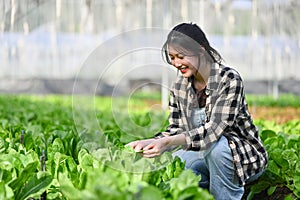 Pleased female farmer examining green cos lettuce in small agriculture farm