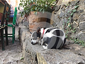 Pleasent sleep of little Cow shaped Chihuahua photo